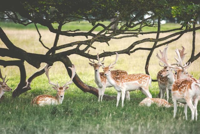 Into The Wild Some animals in the field